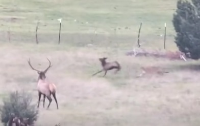 When your elk video is interrupted…