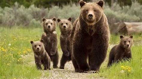 GRIZZLY # 399 by Montana Grant