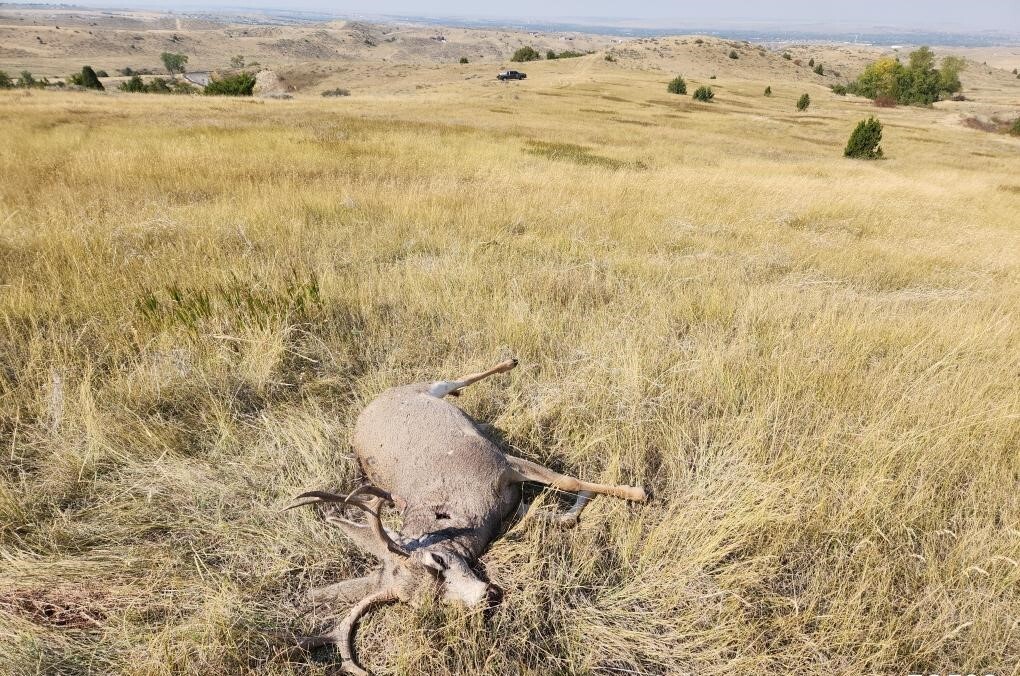 Game wardens seek information on two mule deer bucks shot and wasted near Billings