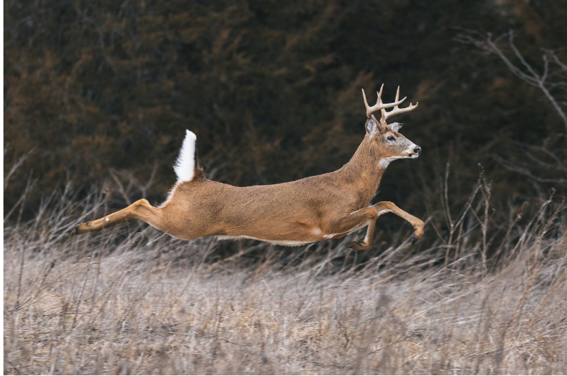 EHD reported in Region 7 whitetails