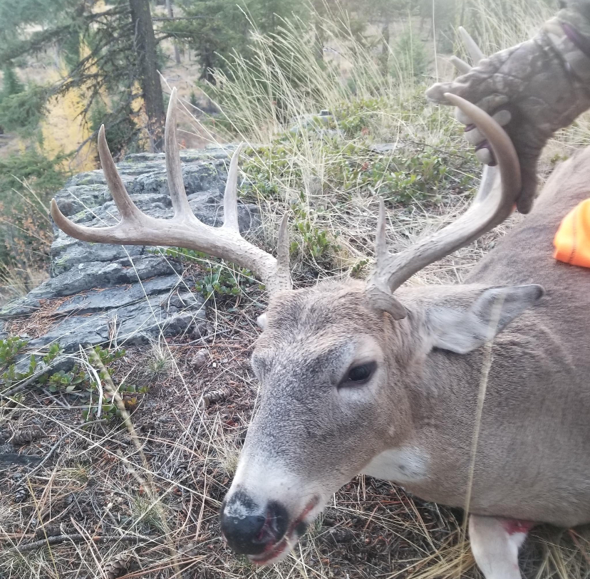 Info sought after someone steals head of legally harvested deer