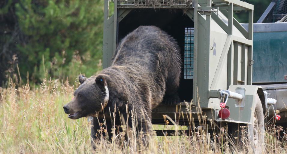 Grizzly bear relocated