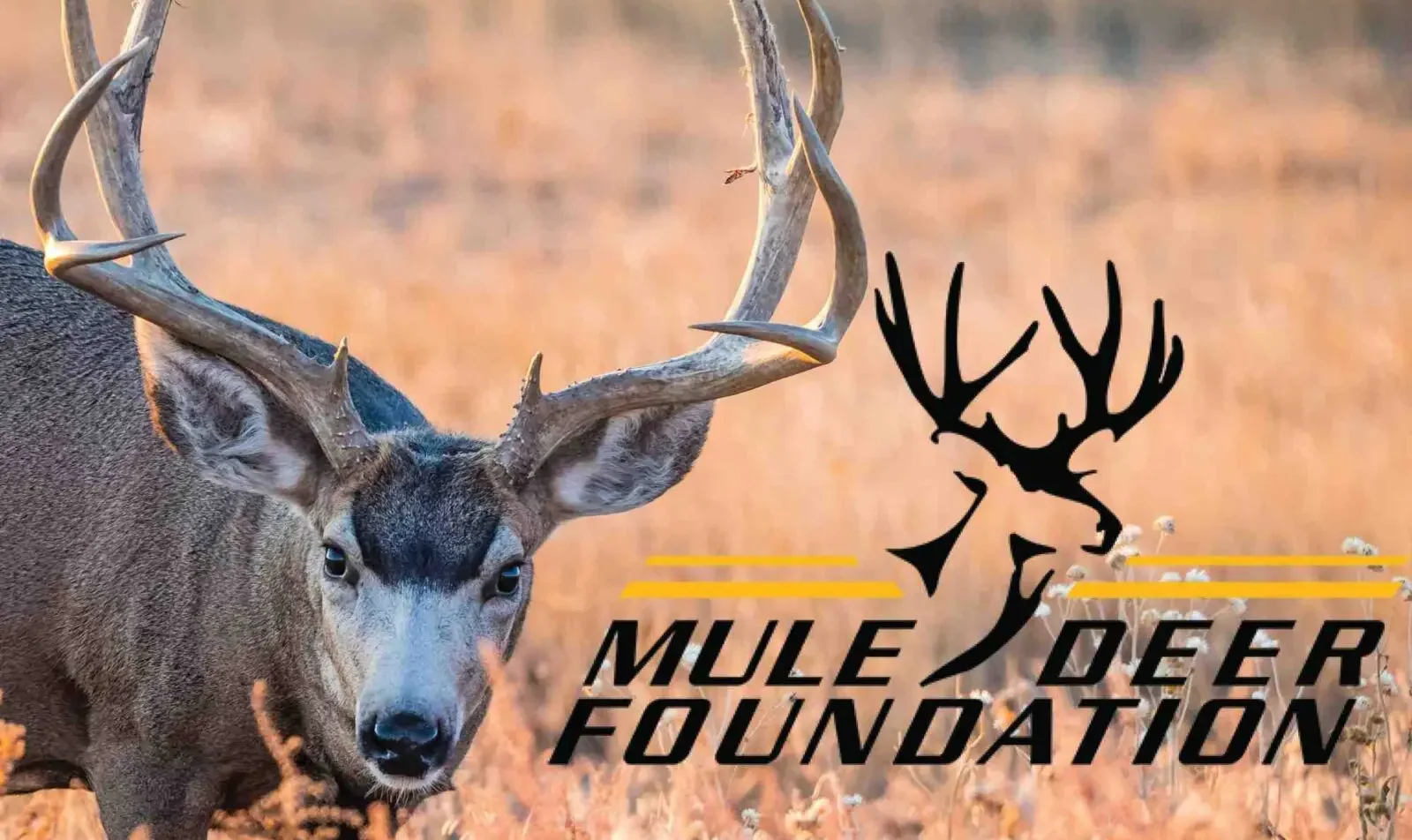 Mule Deer Foundation Drawing, October 30, 2024