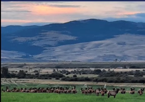 Drawing for elk hunting at Montana Correctional Enterprise ranch on Thursday