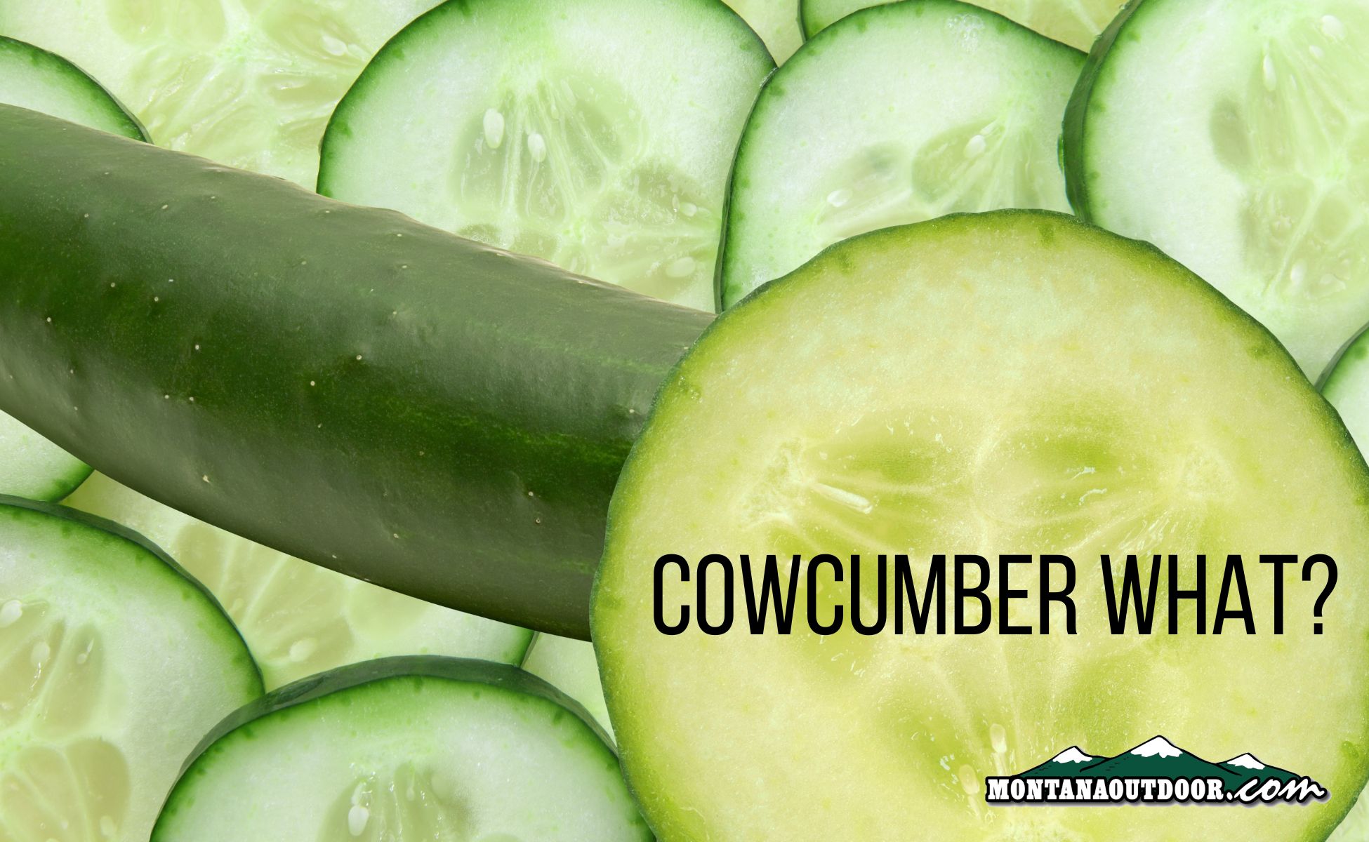 Fun Fact Friday: The Wild History Behind the Cowcumber