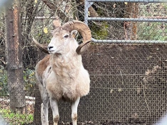 Montana Man Sentenced for Federal Wildlife Trafficking Charges as Part of Yearslong Effort to Create Giant Hybrid Sheep for Captive Hunting