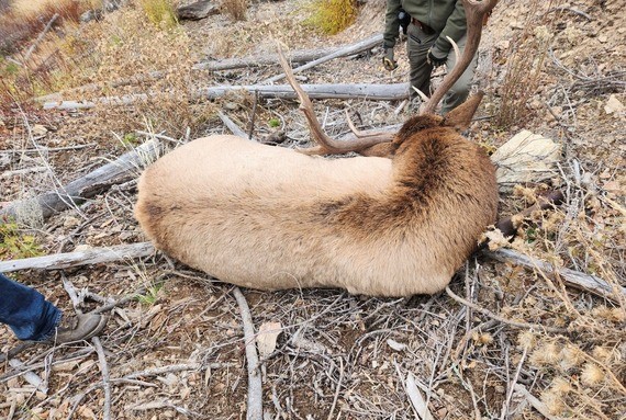 Wardens investigating pair of elk left to waste north of Libby