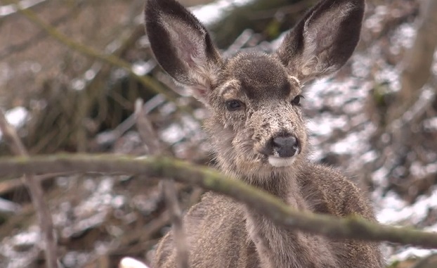Plague in a Blind Idaho Deer? Yup, But No Cause for Concern