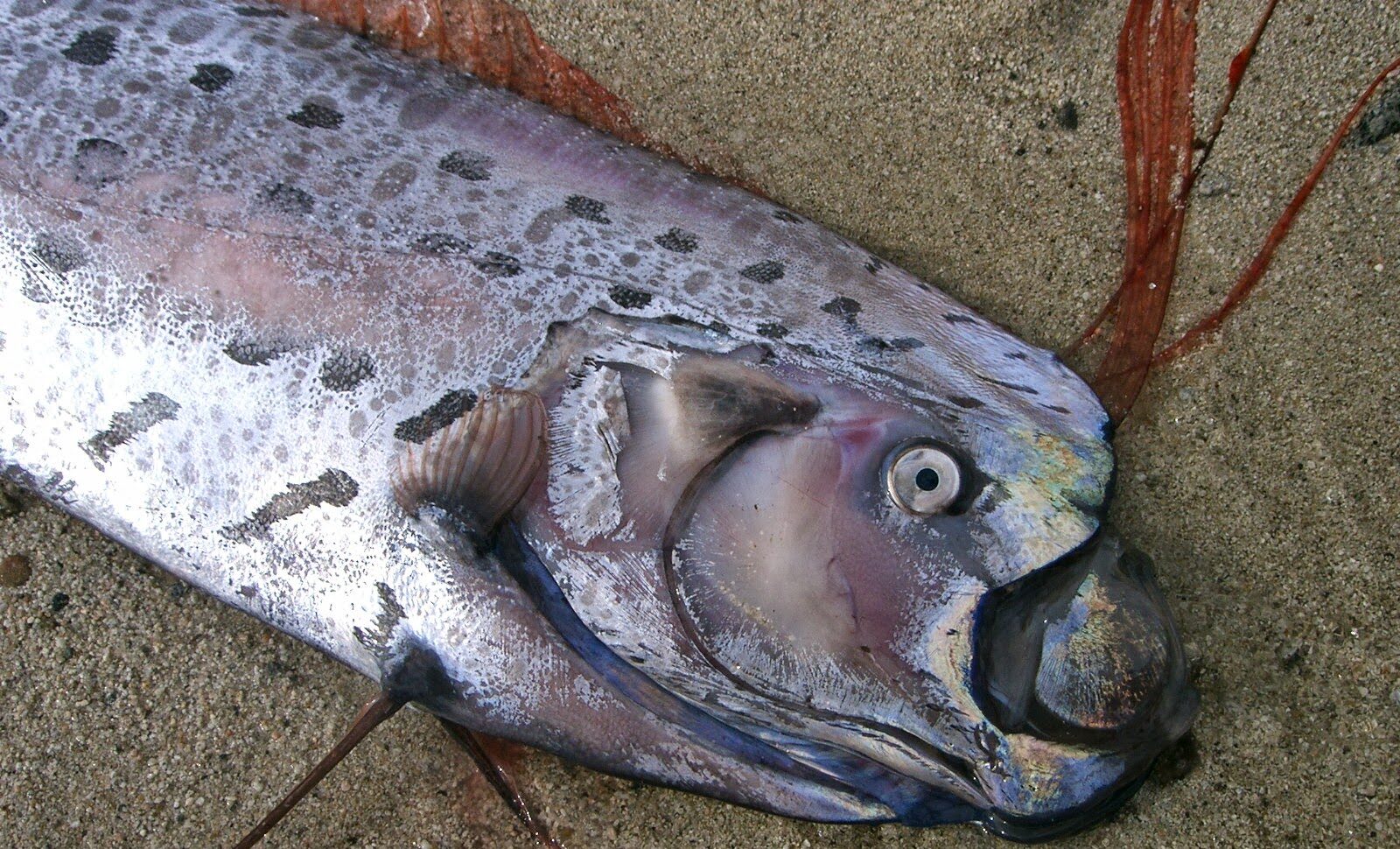 Doomsday Fish!!!! by Montana Grant