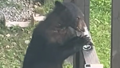 When bears get fancy
