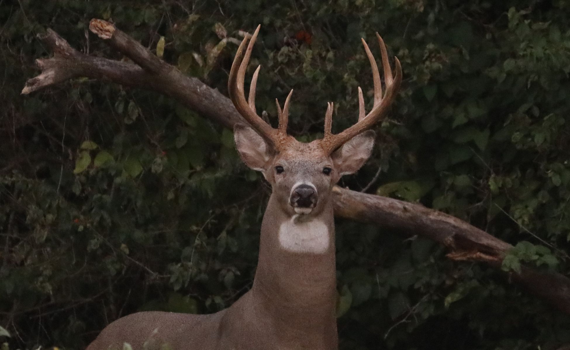 Poaching isn’t hunting, it’s stealing