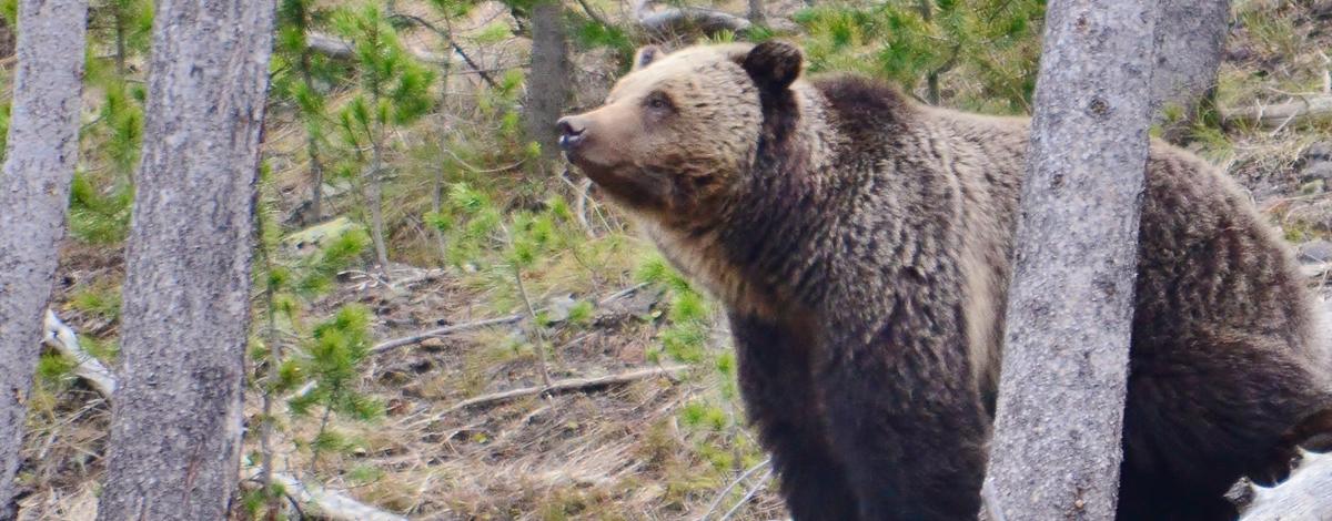 Hunter shoots grizzly bear in self-defense on the Caribou-Targhee National Forest