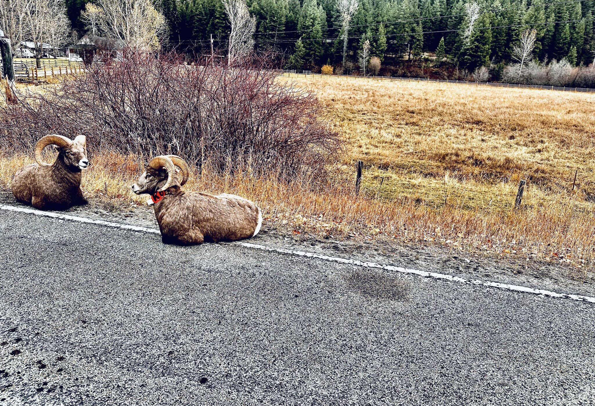 FWP News: Bighorn sheep harvest closed in hunting district 501