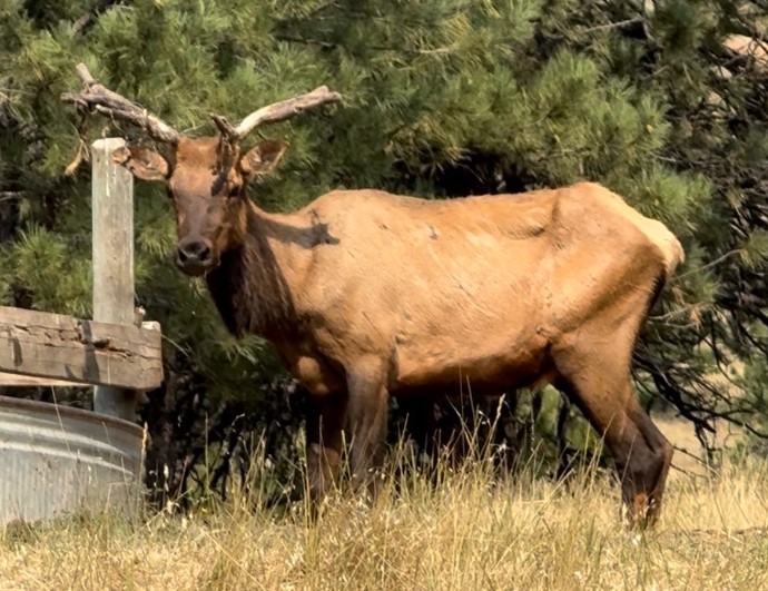 First elk in southeast Montana tests positive for CWD
