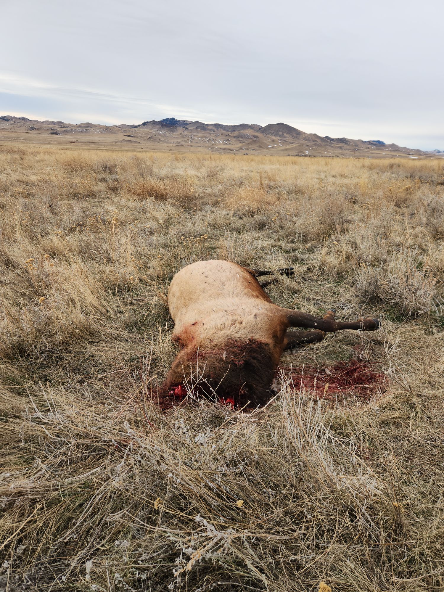 Bull elk and whitetail buck shot and left in south Blaine County, wardens seeking information