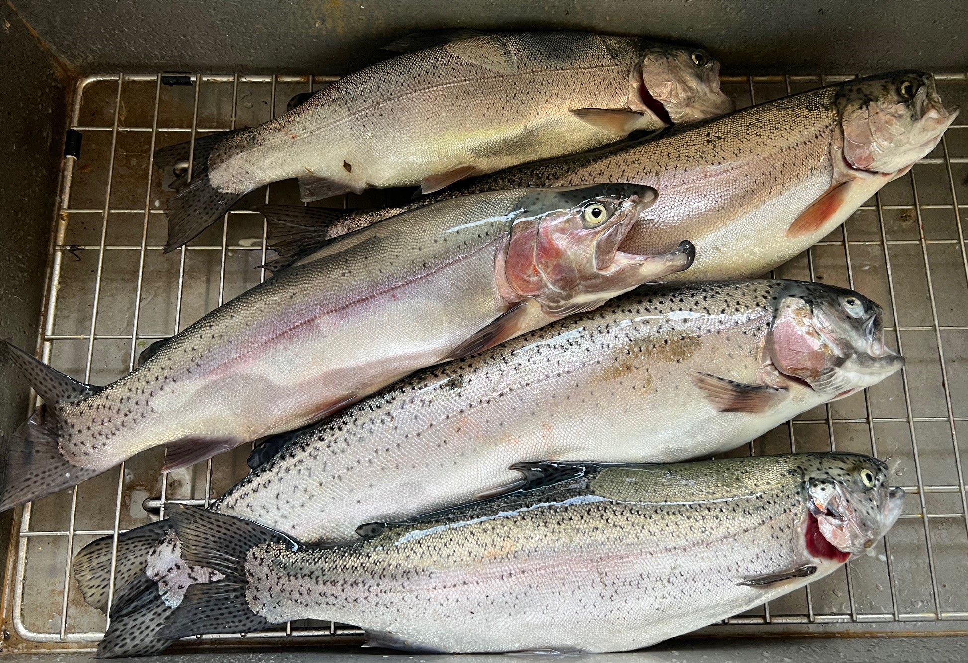 Tips for Processing Fish from Montana Grant