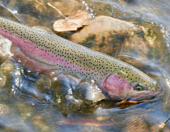Steelhead returns so far mark the highest annual returns in last 7 year, and could climb