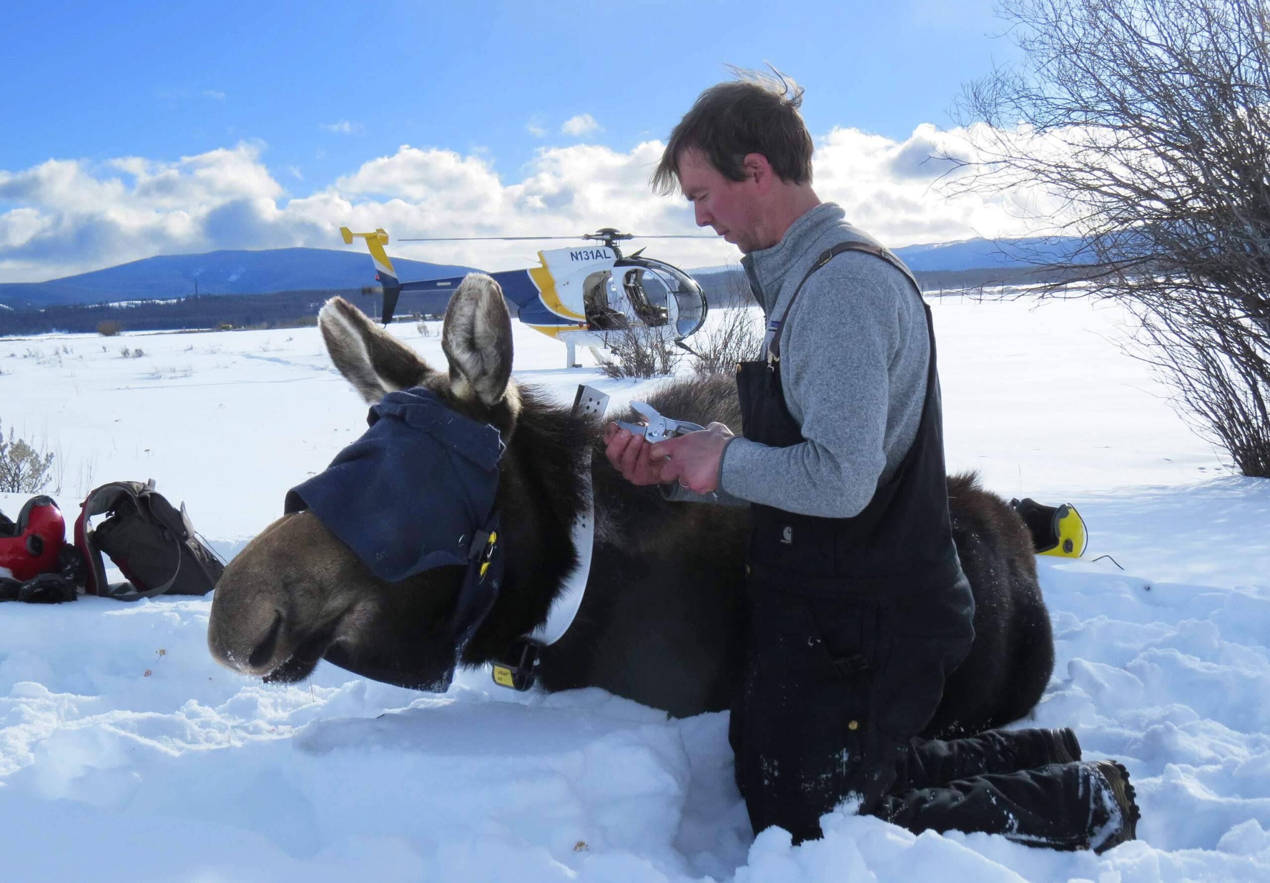 Brett French reports: 10-year Montana moose study wraps up