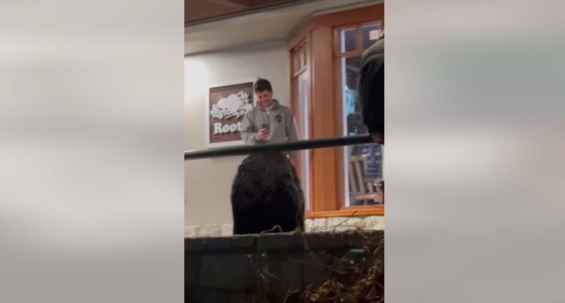 More people around wild animals…