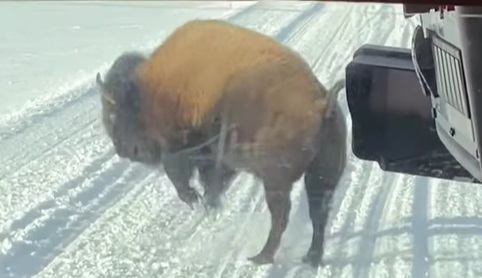 Channeling our Inner Turkey Day Excitement with a Bison [WATCH]