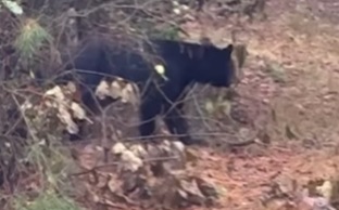 Deer Down, Bear Around