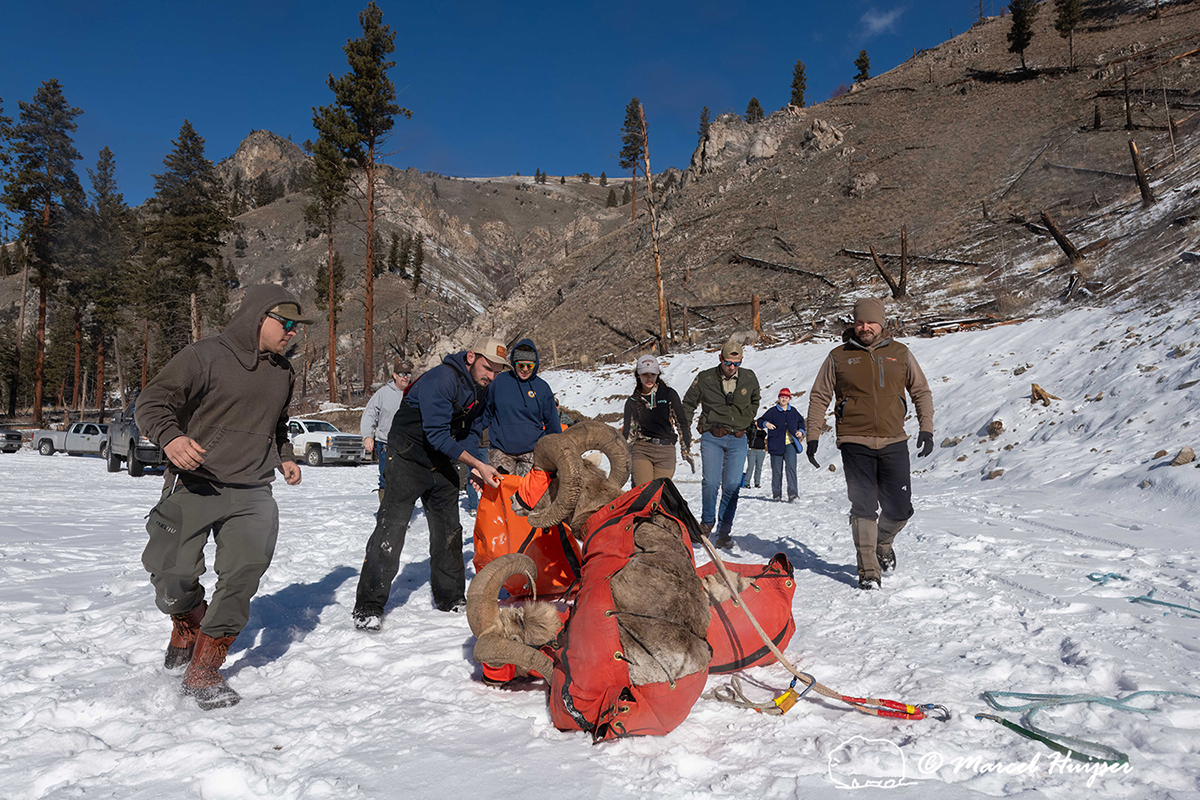 Alpine Enigmas: UM Researchers Study Bighorn Sheep, Mountain Goats