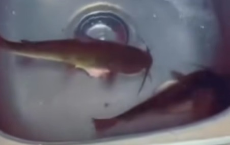 Fish with a Will?