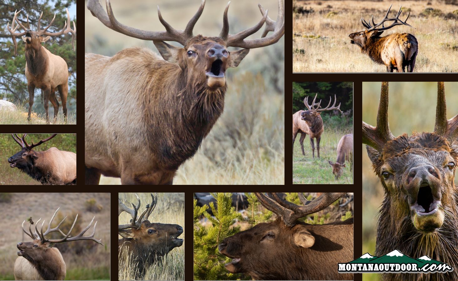 What are those elk bugles really saying?