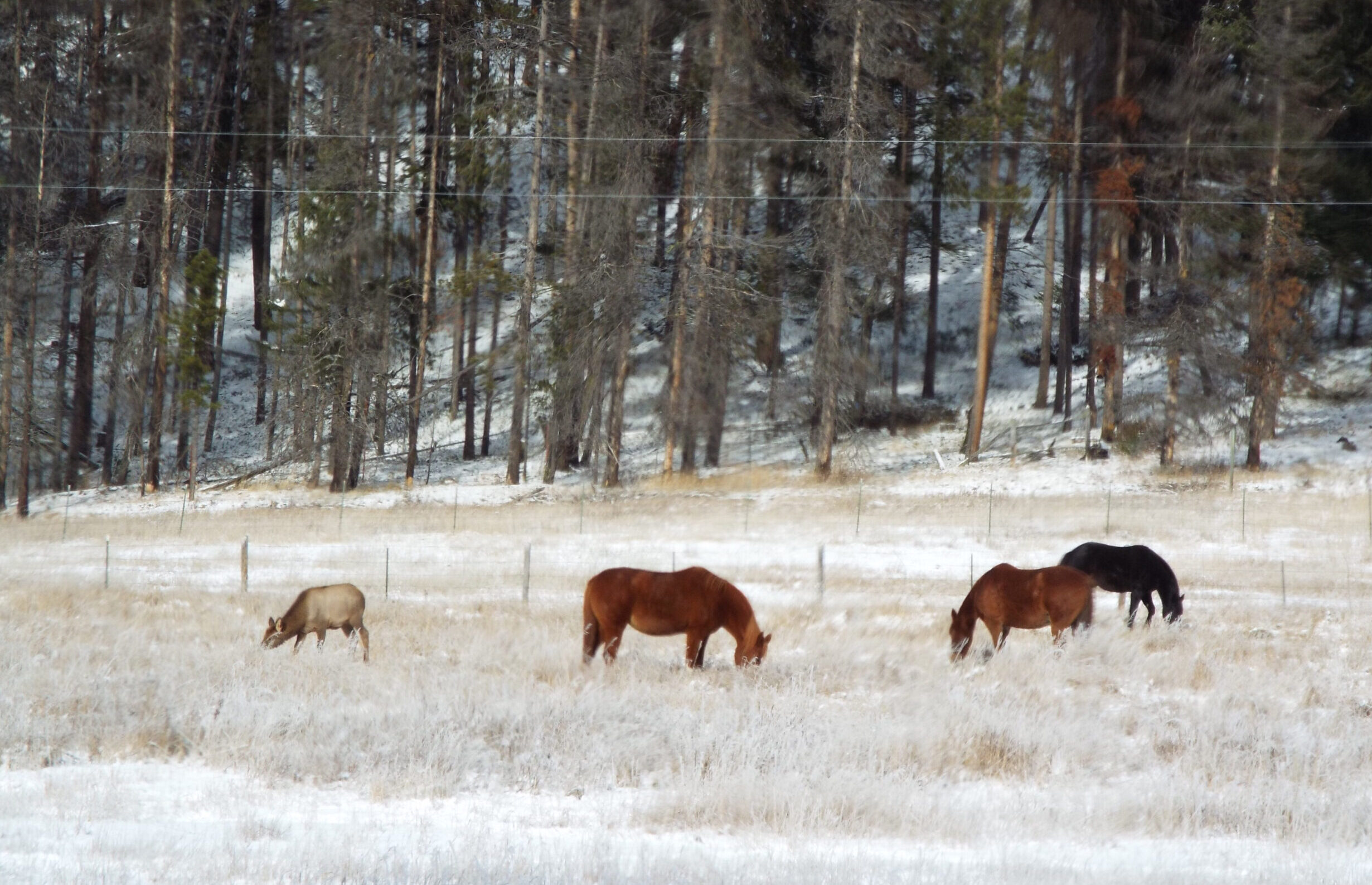 An Elk That Horsed Around for a While…