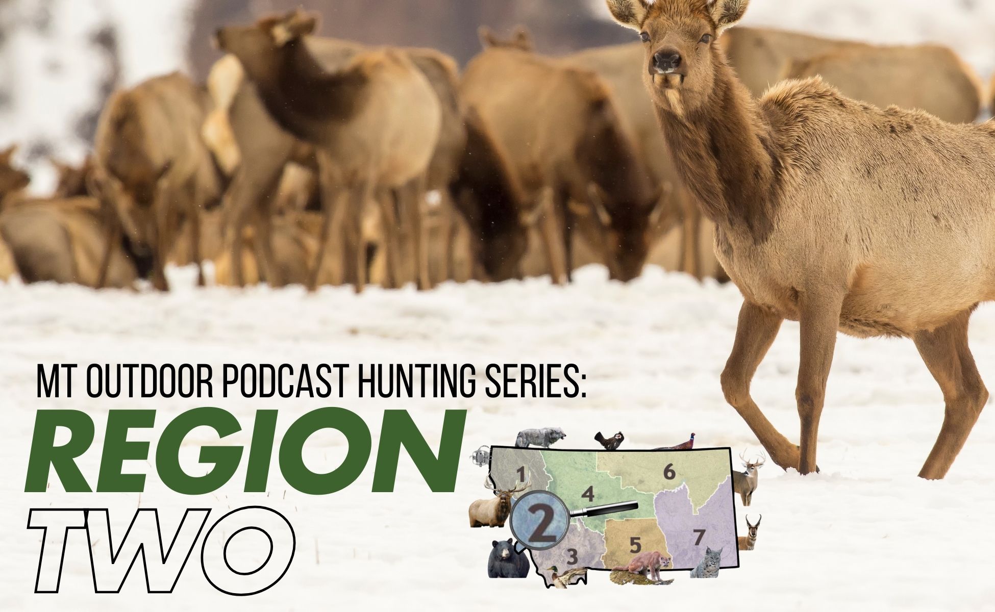 Things are Getting WILD in Region 2 on the Montana Outdoor Podcast!
