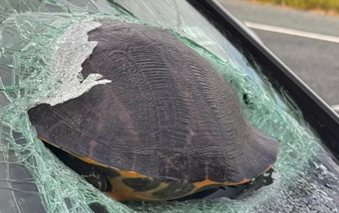 When turtles fly….