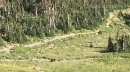 Grizzly bear chases hiker at Glacier National Park
