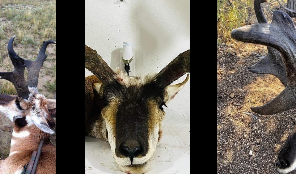 Heavy-Horned Speedgoats!