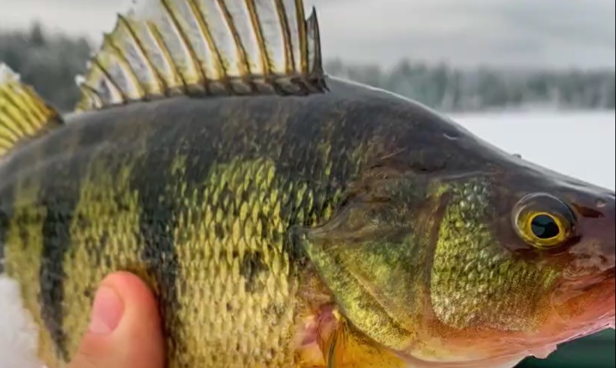 Getting Ready for Ice Fishing?