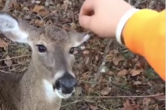 Hands Off Bambi