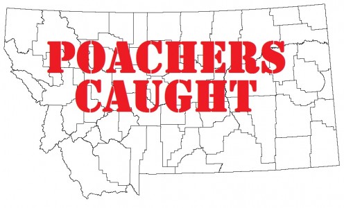 Poacher attempts to shoot deer, shoots self instead