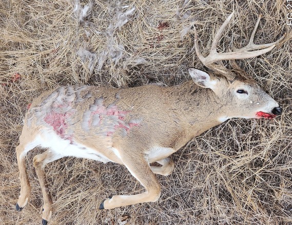 Tips sought on white-tailed deer killed near Potomac