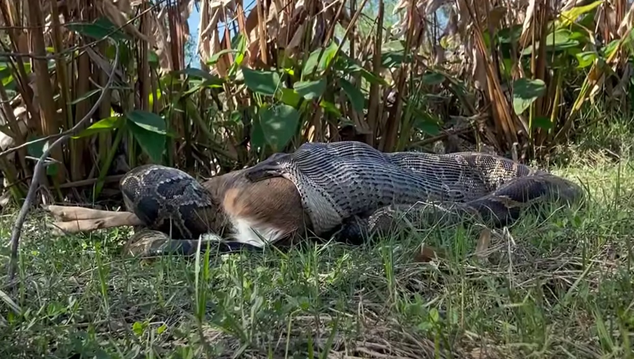 The Ultimate Invasive Appetite