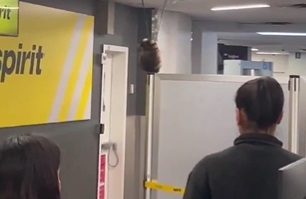 Racoon Crashes through ceiling at airport