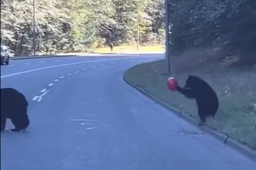 The bear and the balloon