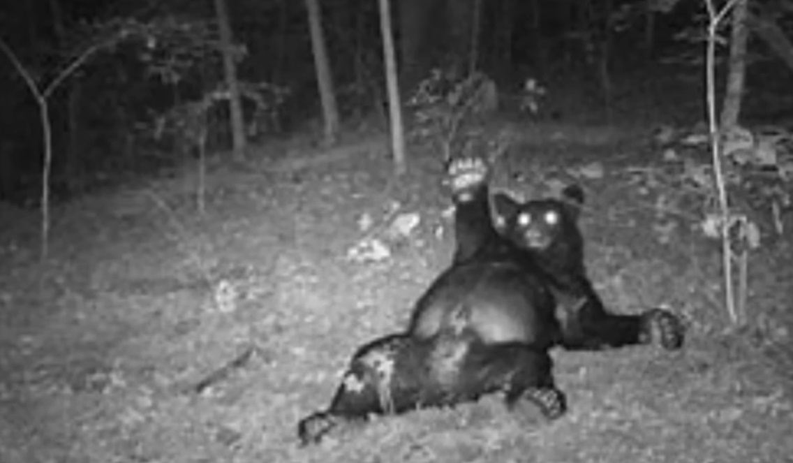 Trail Cam Photos You Have to See to Believe