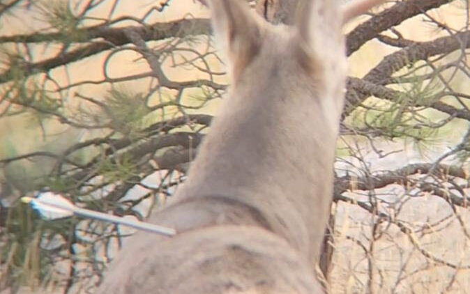 FWP News: Wardens investigating live mule deer buck shot with arrow in Billings neighborhood