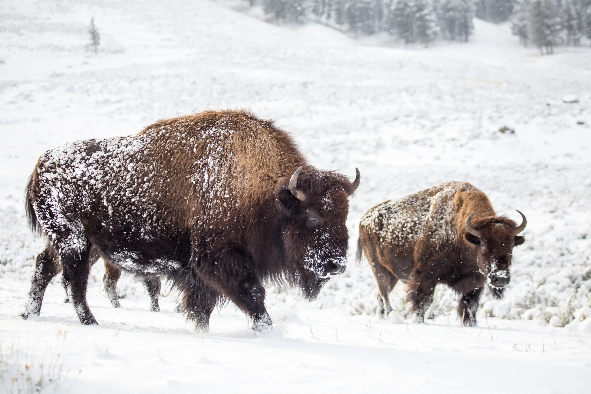 Gov. Gianforte, State Agencies File Suit Over Yellowstone National Park’s Bison Management Plan