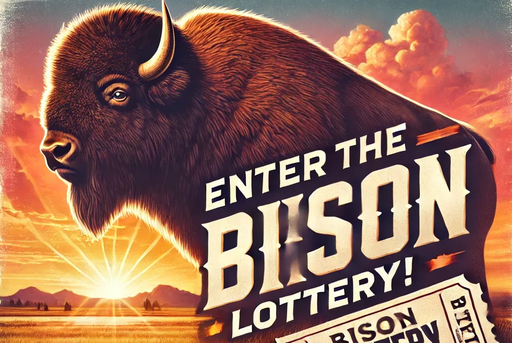 Blackfeet Reservation Opens Chance to Hunt Bison with Lottery