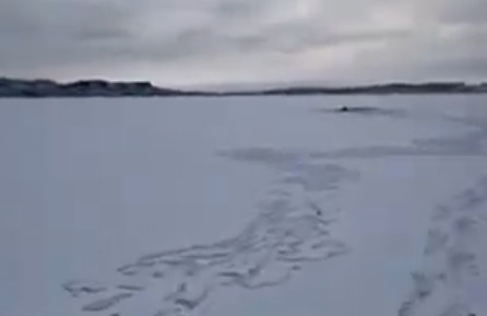 The Beginning and the End of a Mule Deer’s Struggle