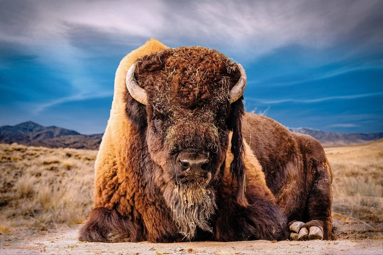 FWP News: Lottery open for chance to hunt Bison on Blackfeet Reservation