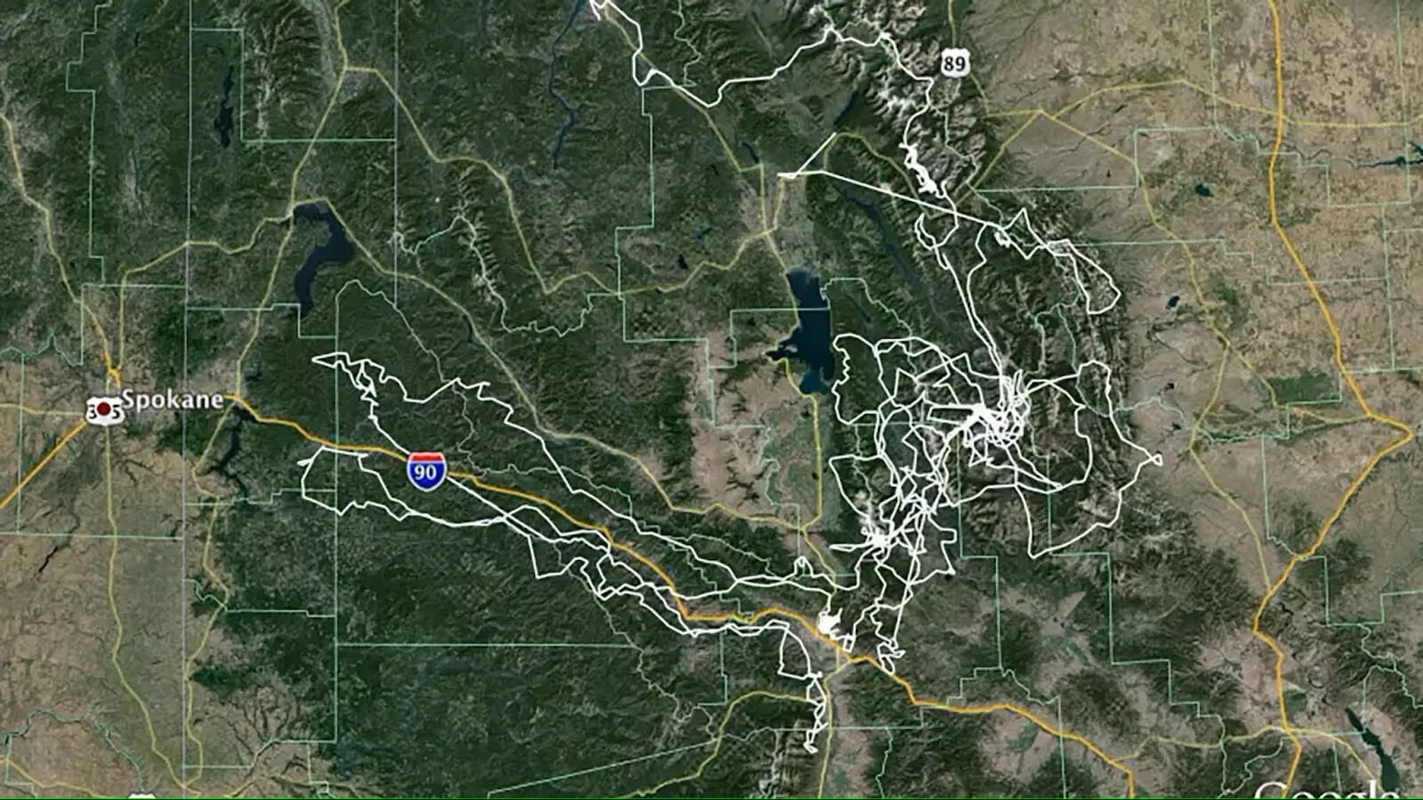 The Bear That Walked 5,000 Miles and Disappeared