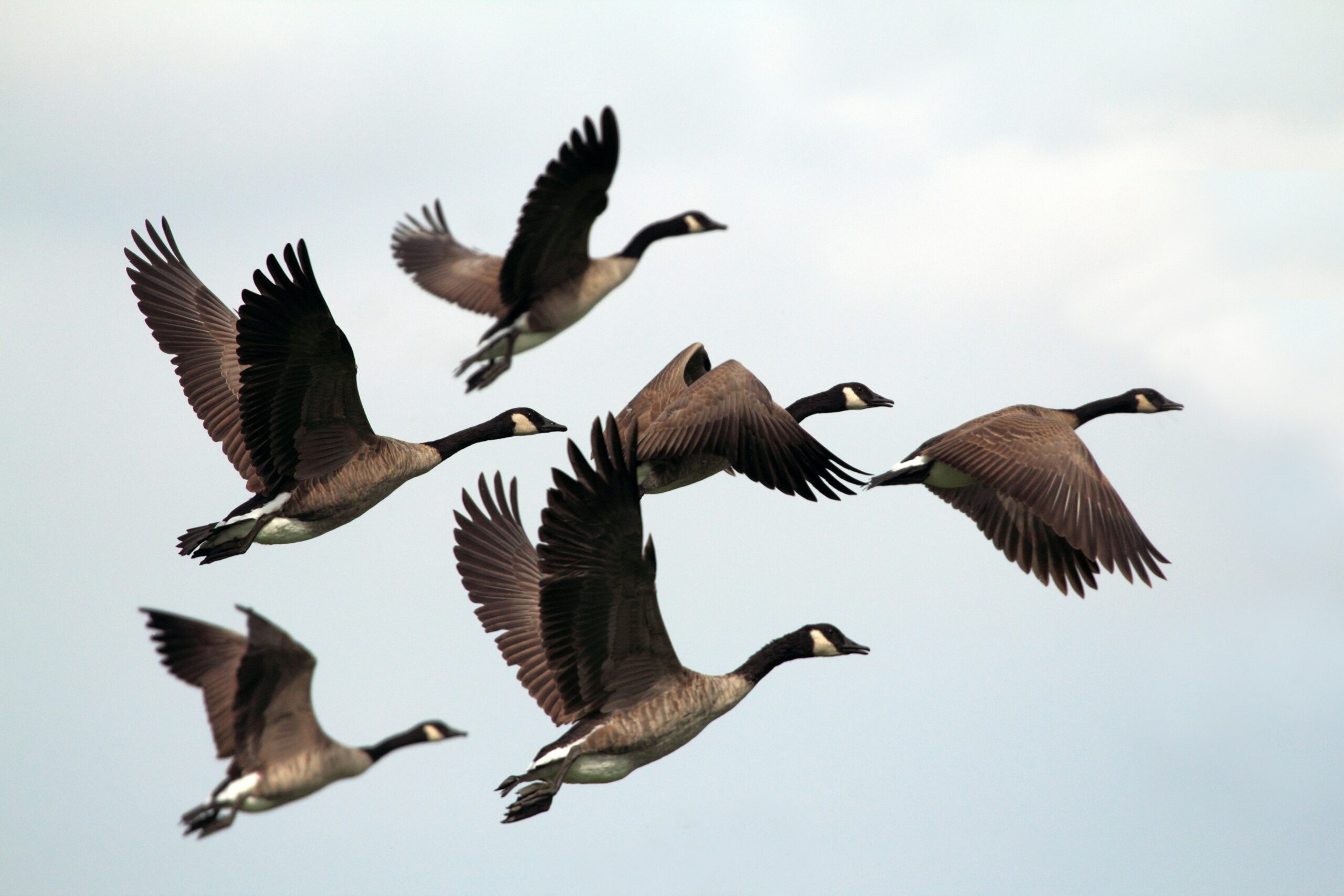 Montana Goose Hunting: Strategies for a Bountiful Season