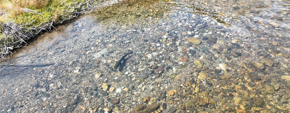 Eyes in the Sky: Using drones to monitor Chinook Salmon populations