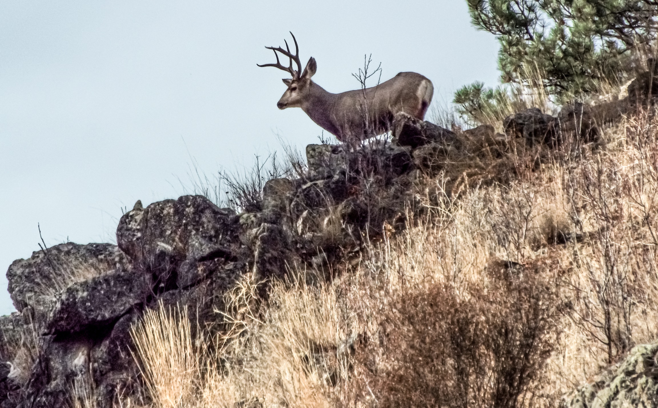FWP News: Hunting season wraps up with increased success in northwest Montana